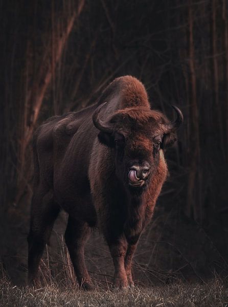 with the tongue in the nose by Marijke Groos