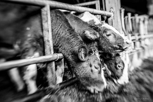 Genneper Hoeve, Eindhoven In Focus