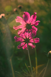 Leuchtend rosa Blüten