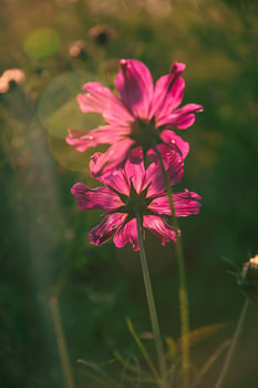 Bright pink flowers