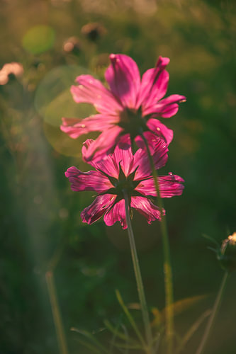 Bright pink flowers