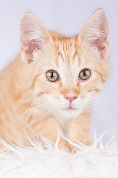 Maine Coon kitten (schattig!) #2 sur Jelte Bosma