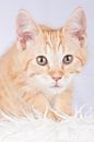 Maine Coon kitten (schattig!) #2 by Jelte Bosma thumbnail
