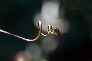 Passionflower tendril by Martine Affre Eisenlohr