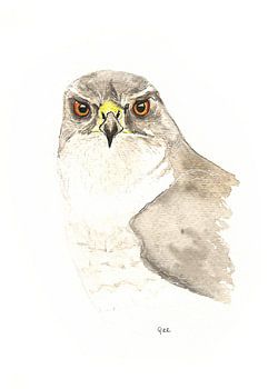 The hawk - watercolour drawing