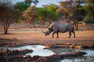 Spitzmaulnashorn