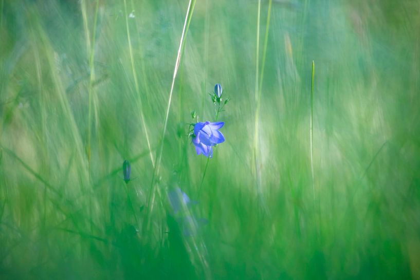 Forest Meadow by Thomas Jäger
