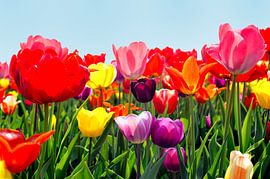 Tulips from Holland by Sjouke Hietkamp