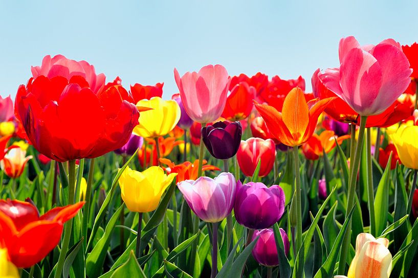 Tulpen uit Holland van Sjouke Hietkamp