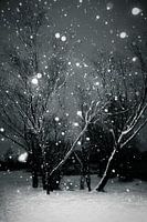 Snow Forest
