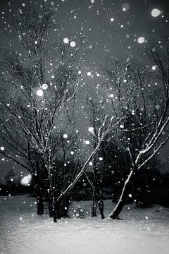 Schneewald von Dorit Fuhg