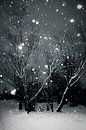 Snow Forest by Dorit Fuhg thumbnail