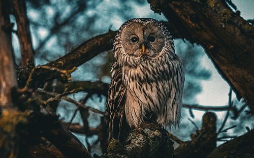 Every wise owl was once an owl chick The Urchin Owl