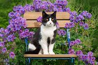 Tuxedo kat zittend op een tuinstoel