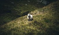 Sheep van Jip van Bodegom thumbnail