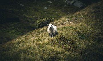 Sheep van Jip van Bodegom