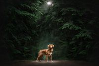 Winter in the forest