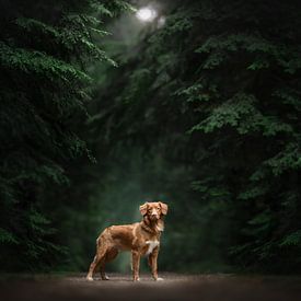 Winter in the forest by Nanuq Dog Photography