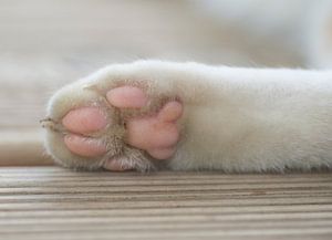 Die Unterseite einer Pfote mit rosa Ballen einer weißen Katze