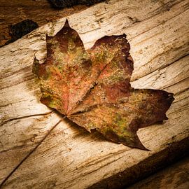 Leaf by Denis Feiner