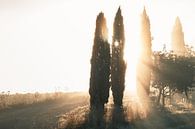 Sonnenlicht erhellt Zypressen mit Lichtstrahlen von Besa Art Miniaturansicht