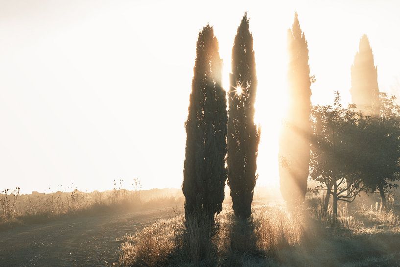 Sonnenlicht erhellt Zypressen mit Lichtstrahlen von Besa Art