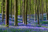 Blauglockenwald im Frühling von Sjoerd van der Wal Fotografie Miniaturansicht