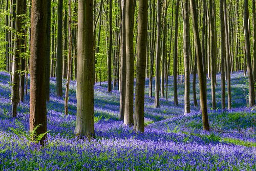 Bloeiende Wilde Hyacinten in het lentebos
