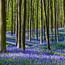 Beech forest