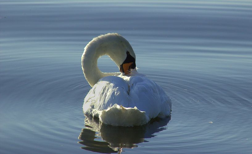 Elegantie par Gian Kerstges