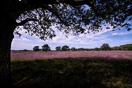 Frisian Heathland in full bloom. by Brian Morgan