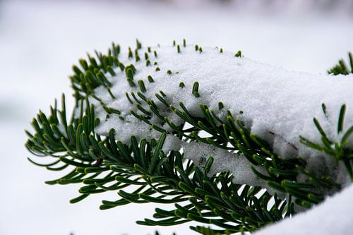 Christmas Snow on Pine Trees