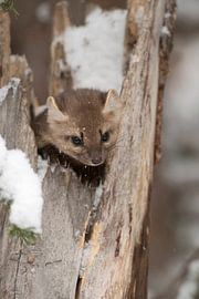 Pine marten / spruce marten ( Martes americana ) hides in a broken tree, wildlife, USA. by wunderbare Erde
