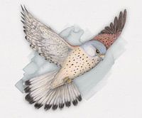Flying Kestrel