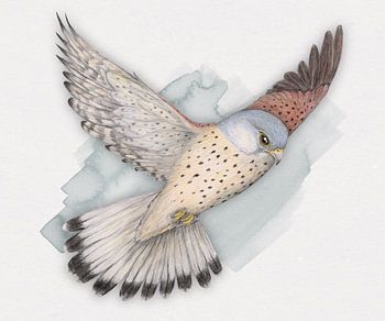 Kestrel volant