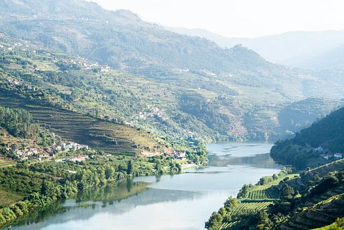 Douro-Rivier tussen Wijngaarden: Portugal