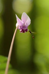 Les Cyclamens