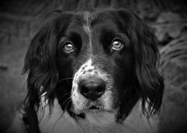Dog in black and white by Bert Kottier