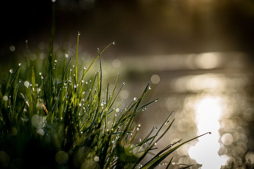 waterfront drops by Jeannette Fotografie