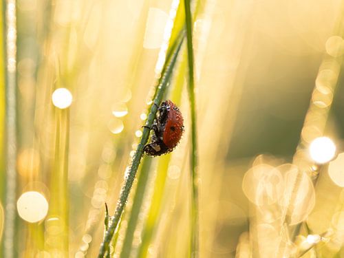 Lieveheersbeestje in het ochtendlicht 2