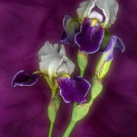 Iris sur le violet sur igor Matviyenko
