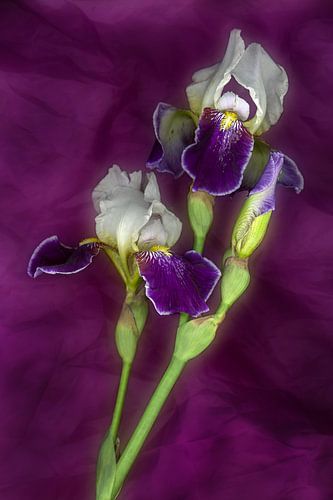 Iris on purple