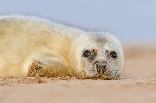 Jonge Grijze Zeehond op het strand