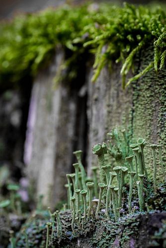 Bekermos (Cladonia) tegen afgebroken boomstronk