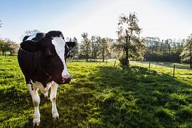 Koe in de wei by Wim Roebroek