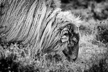 die Schafe auf der Weide in Zeist