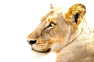 Portrait of a lioness against white background by The Book of Wandering