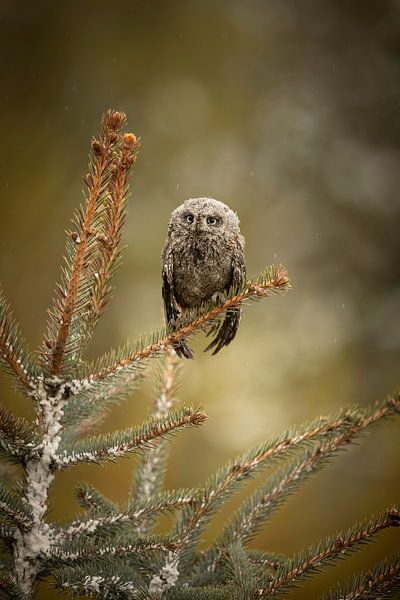 Eule in einem Tannenbaum Gemälde in Grüntönen von KB Design & Photography (Karen Brouwer)