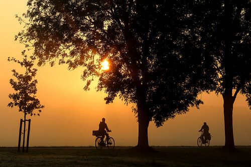 Cyclists and trees in silhouette in the morning at sunrise