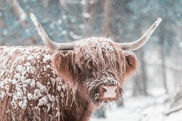 Vache écossaise des Highlands dans la neige dans une forêt en hiver sur Sjoerd van der Wal